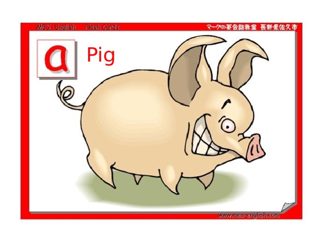 Pig 