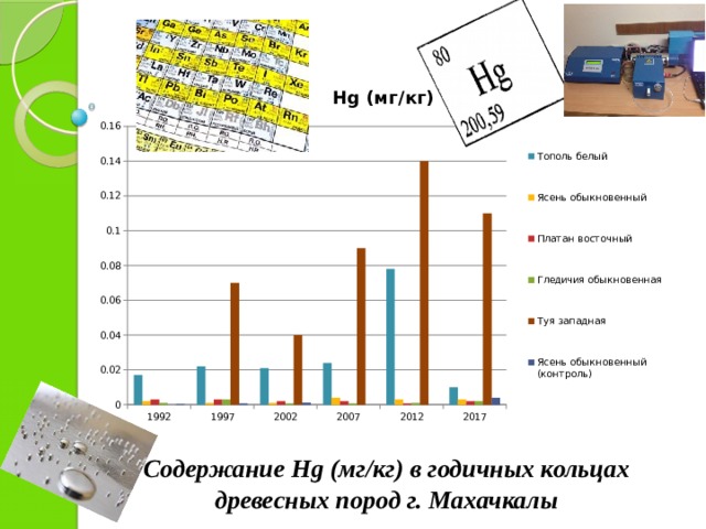 Содержание Hg (мг/кг) в годичных кольцах древесных пород г. Махачкалы 
