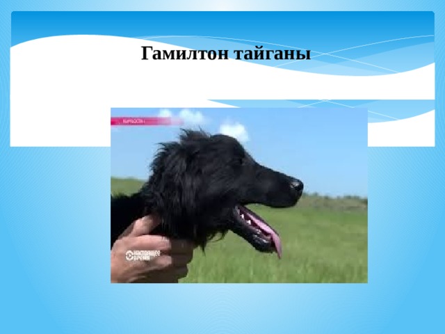 Гамилтон тайганы 