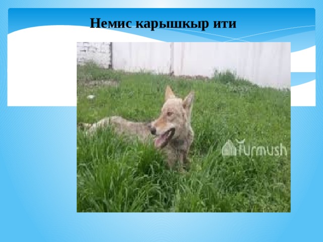 Немис карышкыр ити 