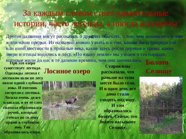 За каждым словом стоят удивительные истории, часто легенды, а иногда и курьёзы  Другие названия могут рассказать о древних обычаях, о том, чем занимались и чем жили наши предки. Из названий можно узнать и о том, какова была природа той или иной местности в прошлые века, какие здесь росли деревья и травы, какие звери и птицы водились в лесу. «По языку земли» мы узнаем о тех народах, которые жили до нас в те далекие времена, чем они занимались. Болото Селище Про это озеро существует легенда. Однажды лосиха с лосенком шли по лесу около одной глубокой ямы. И охотник застрелил лосенка. Лосиха очень долго плакала, и от ее слез сначала образовался ручей, который стекал по склону прямо в глубокую яму. Так образовалось озеро.  Старожилы рассказали, что раньше на этом месте было село. И в один день все дома стали уходить под воду. И там образовалось болото. Сейчас это болото называют Селище. Лосиное озеро 