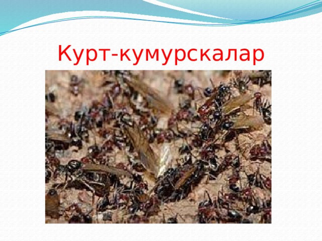 Курт-кумурскалар 