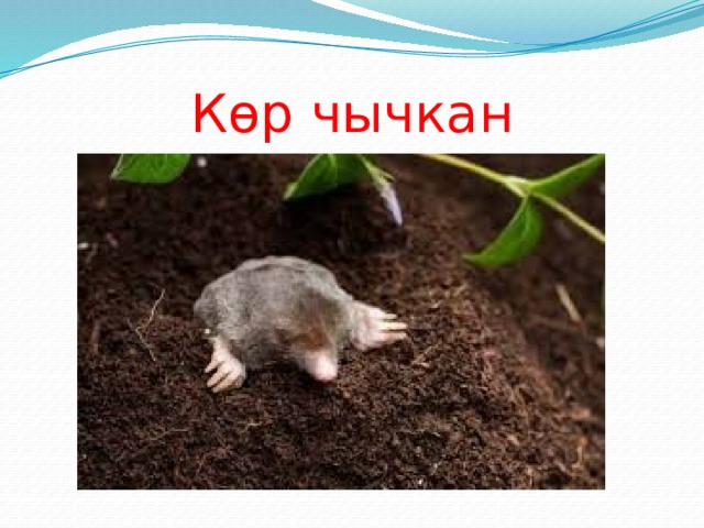 Көр чычкан 