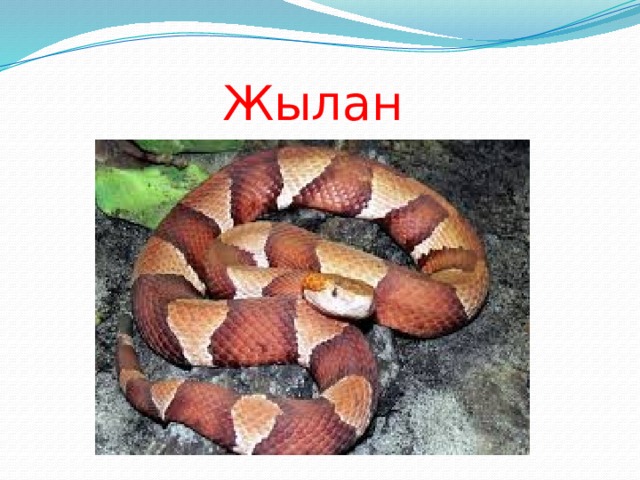 Жылан 