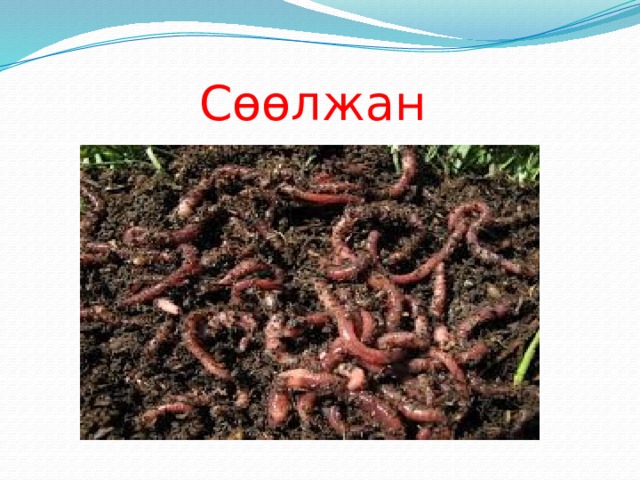Сөөлжан 