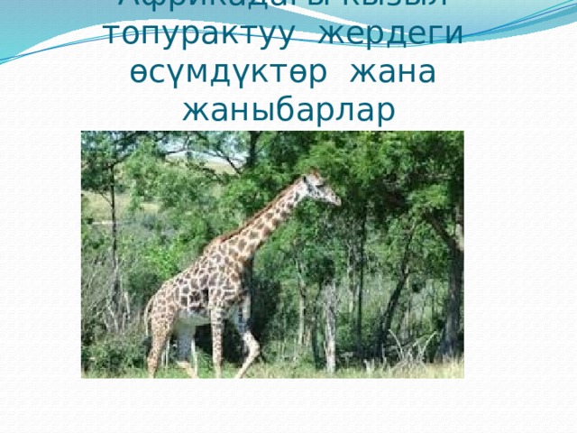 Африкадагы кызыл топурактуу жердеги өсүмдүктөр жана жаныбарлар 