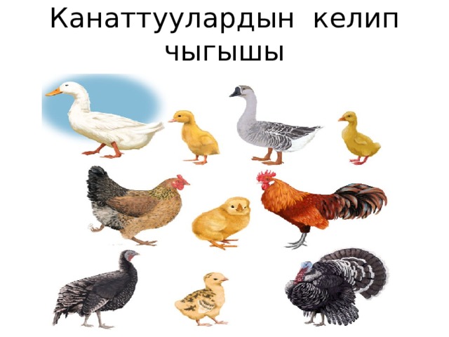 Канаттуулардын келип чыгышы 