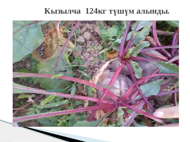  Кызылча 124кг т ү ш ү м алынды. 