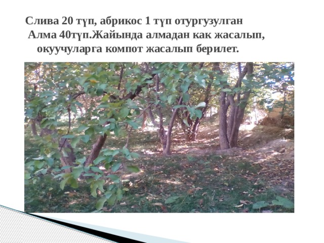  Слива 20 т ү п, абрикос 1 т ү п отургузулган  Алма 40т ү п.Жайында алмадан как жасалып,  окуучуларга компот жасалып берилет. 