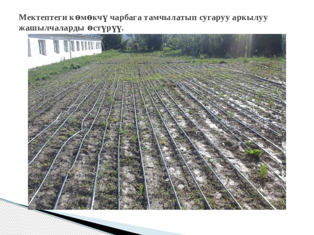 Мектептеги кѳмѳкчү чарбага тамчылатып сугаруу аркылуу жашылчаларды ѳстүрүү. 