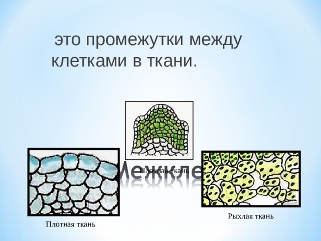  это промежутки между клетками в ткани. Плотная ткань Рыхлая ткань Плотная ткань 