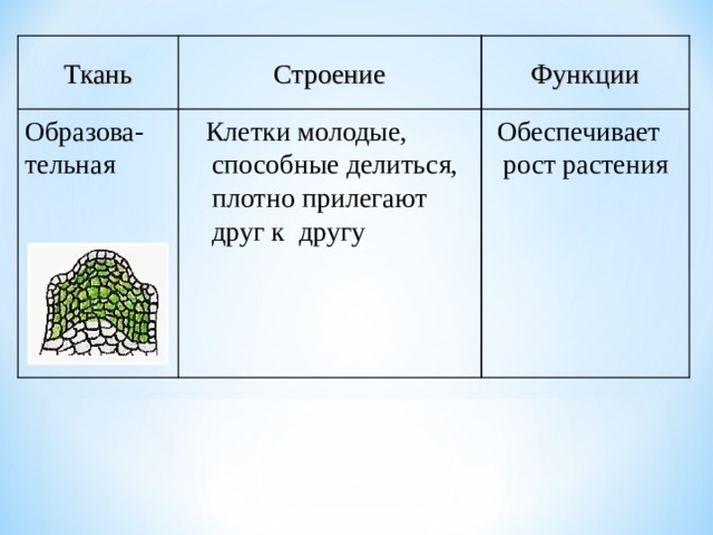 Функции Строение Ткань  Обеспечивает рост растения  Клетки молодые, способные делиться, плотно прилегают друг к другу Образова- тельная 