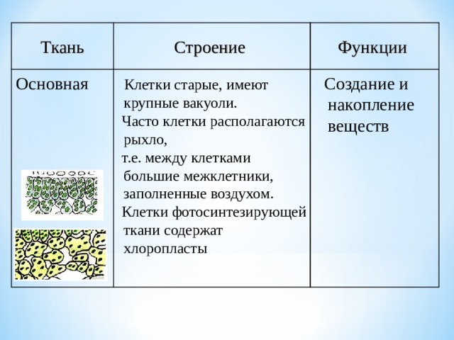 Функции Строение Ткань  Создание и накопление веществ   Клетки старые, имеют крупные вакуоли.  Часто клетки располагаются рыхло,  т.е. между клетками большие межклетники, заполненные воздухом.  Клетки фотосинтезирующей ткани содержат хлоропласты Основная  
