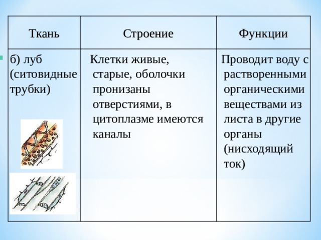 Функции Строение Ткань  Проводит воду с растворенными органическими веществами из листа в другие органы (нисходящий ток)  Клетки живые, старые, оболочки пронизаны отверстиями, в цитоплазме имеются каналы  б) луб (ситовидные трубки)  