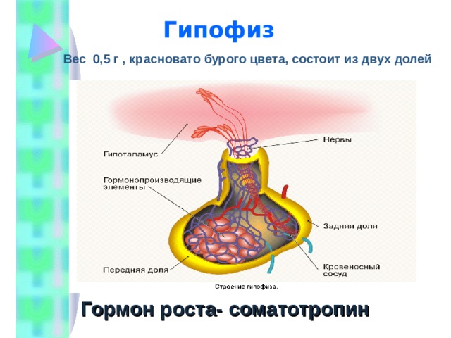 Гипофиз Вес 0,5 г , красновато бурого цвета, состоит из двух долей Гормон роста- соматотропин 