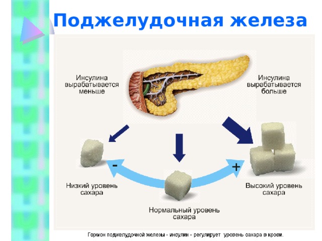 Поджелудочная железа 