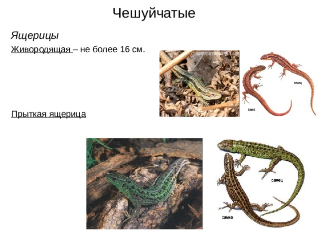 Чешуйчатые Ящерицы Живородящая – не более 16 см. Прыткая ящерица  