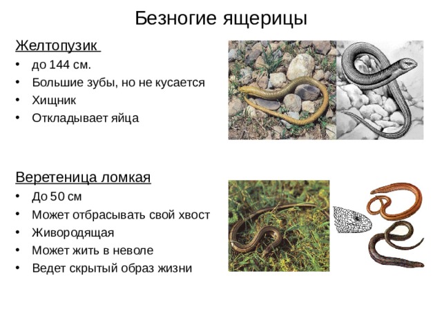 Безногие ящерицы Желтопузик до 144 см. Большие зубы, но не кусается Хищник Откладывает яйца   Веретеница ломкая До 50 см Может отбрасывать свой хвост Живородящая Может жить в неволе Ведет скрытый образ жизни 