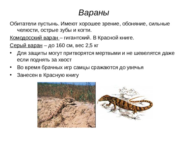 Вараны Обитатели пустынь. Имеют хорошее зрение, обоняние, сильные челюсти, острые зубы и когти. Комодосский варан – гигантский. В Красной книге. Серый варан – до 160 см, вес 2,5 кг Для защиты могут притворятся мертвыми и не шевелятся даже если поднять за хвост Во время брачных игр самцы сражаются до увечья Занесен в Красную книгу 