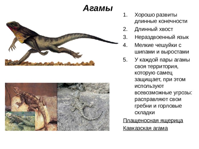 Агамы Хорошо развиты длинные конечности Длинный хвост Нераздвоенный язык Мелкие чешуйки с шипами и выростами У каждой пары агамы своя территория, которую самец защищает, при этом используют всевозможные угрозы: расправляют свои гребни и горловые складки Плащеносная ящерица Кавказская агама 