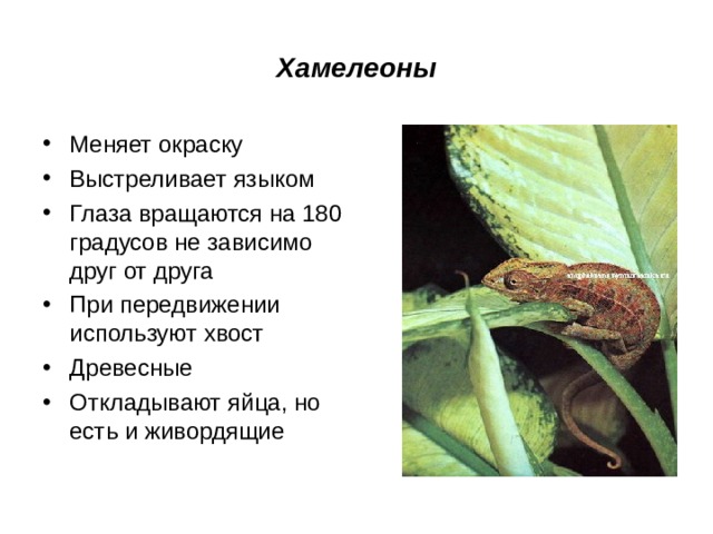 Хамелеоны Меняет окраску Выстреливает языком Глаза вращаются на 180 градусов не зависимо друг от друга При передвижении используют хвост Древесные Откладывают яйца, но есть и живордящие 