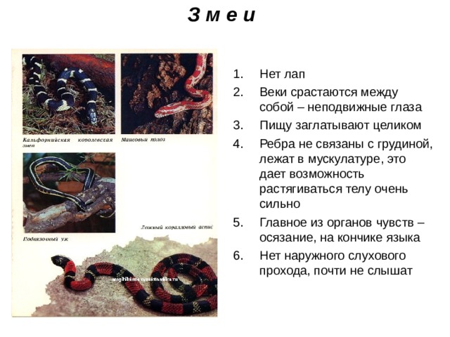З м е и Нет лап Веки срастаются между собой – неподвижные глаза Пищу заглатывают целиком Ребра не связаны с грудиной, лежат в мускулатуре, это дает возможность растягиваться телу очень сильно Главное из органов чувств – осязание, на кончике языка Нет наружного слухового прохода, почти не слышат 