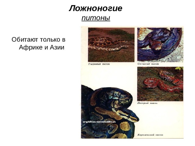 Ложноногие  питоны Обитают только в Африке и Азии 
