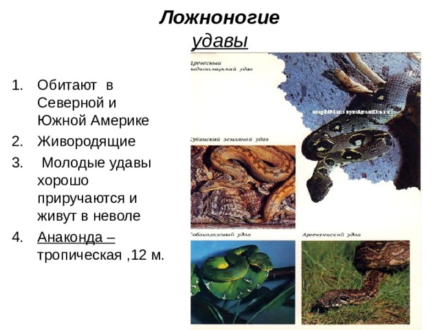 Ложноногие  удавы Обитают в Северной и Южной Америке Живородящие  Молодые удавы хорошо приручаются и живут в неволе Анаконда – тропическая ,12 м. 