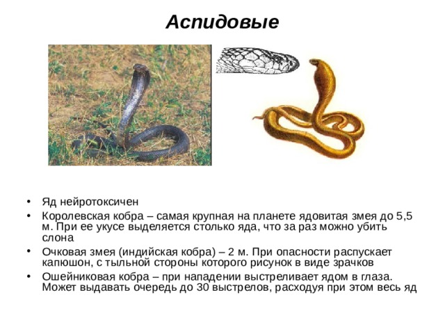 Аспидовые Яд нейротоксичен Королевская кобра – самая крупная на планете ядовитая змея до 5,5 м. При ее укусе выделяется столько яда, что за раз можно убить слона Очковая змея (индийская кобра) – 2 м. При опасности распускает капюшон, с тыльной стороны которого рисунок в виде зрачков Ошейниковая кобра – при нападении выстреливает ядом в глаза. Может выдавать очередь до 30 выстрелов, расходуя при этом весь яд 