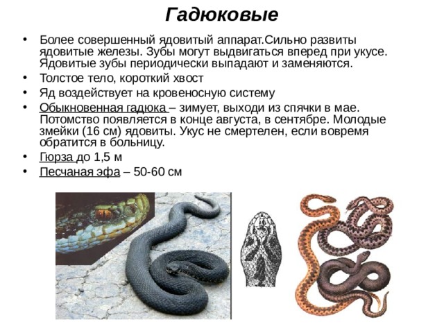 Гадюковые Более совершенный ядовитый аппарат.Сильно развиты ядовитые железы. Зубы могут выдвигаться вперед при укусе. Ядовитые зубы периодически выпадают и заменяются. Толстое тело, короткий хвост Яд воздействует на кровеносную систему Обыкновенная гадюка – зимует, выходи из спячки в мае. Потомство появляется в конце августа, в сентябре. Молодые змейки (16 см) ядовиты. Укус не смертелен, если вовремя обратится в больницу. Гюрза до 1,5 м Песчаная эфа – 50-60 см  