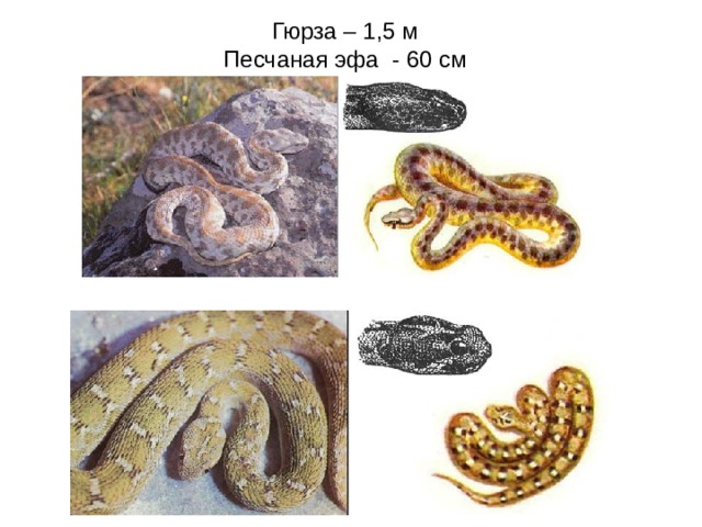 Гюрза – 1,5 м  Песчаная эфа - 60 см 