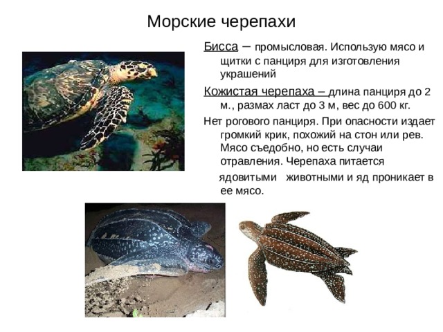 Морские черепахи Бисса – промысловая. Использую мясо и щитки с панциря для изготовления украшений Кожистая черепаха – длина панциря до 2 м., размах ласт до 3 м, вес до 600 кг. Нет рогового панциря. При опасности издает громкий крик, похожий на стон или рев. Мясо съедобно, но есть случаи отравления. Черепаха питается  ядовитыми животными и яд проникает в ее мясо. 