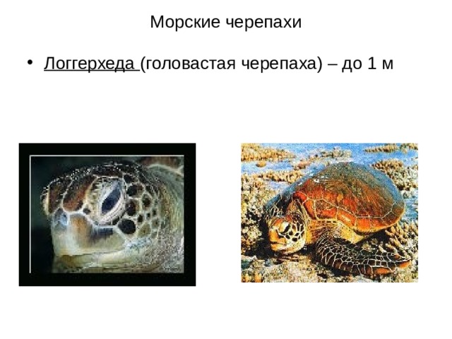 Морские черепахи Логгерхеда (головастая черепаха) – до 1 м 