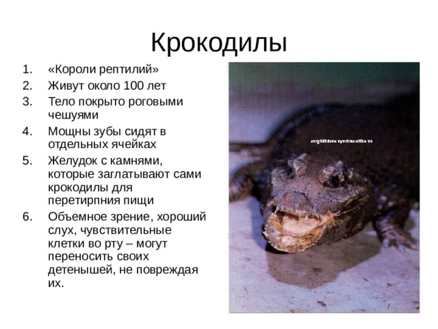 Крокодилы «Короли рептилий» Живут около 100 лет Тело покрыто роговыми чешуями Мощны зубы сидят в отдельных ячейках Желудок с камнями, которые заглатывают сами крокодилы для перетирпния пищи Объемное зрение, хороший слух, чувствительные клетки во рту – могут переносить своих детенышей, не повреждая их. 