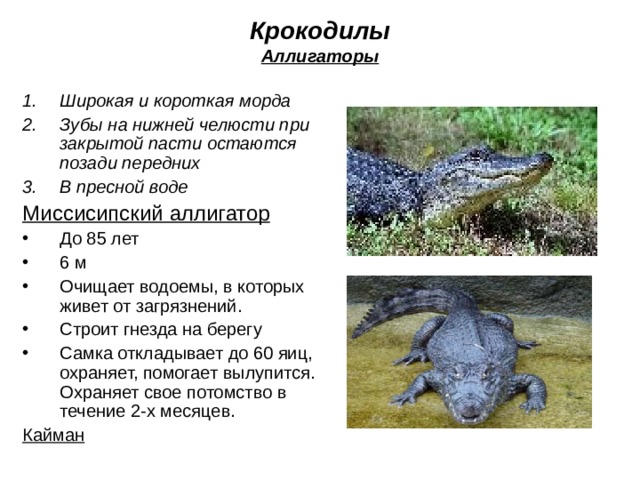 Крокодилы  Аллигаторы Широкая и короткая морда Зубы на нижней челюсти при закрытой пасти остаются позади передних В пресной воде Миссисипский аллигатор До 85 лет 6 м Очищает водоемы, в которых живет от загрязнений. Строит гнезда на берегу Самка откладывает до 60 яиц, охраняет, помогает вылупится. Охраняет свое потомство в течение 2-х месяцев. Кайман 