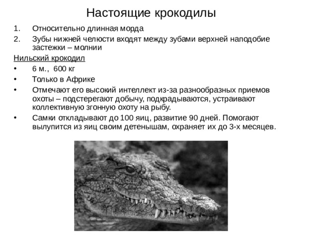 Настоящие крокодилы Относительно длинная морда Зубы нижней челюсти входят между зубами верхней наподобие застежки – молнии Нильский крокодил 6 м., 600 кг Только в Африке Отмечают его высокий интеллект из-за разнообразных приемов охоты – подстерегают добычу, подкрадываются, устраивают коллективную згонную охоту на рыбу. Самки откладывают до 100 яиц, развитие 90 дней. Помогают вылупится из яиц своим детенышам, охраняет их до 3-х месяцев. 