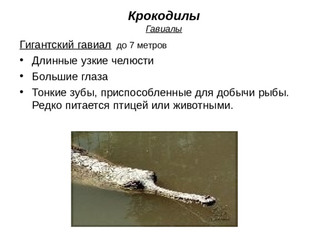 Крокодилы  Гавиалы Гигантский гавиал до 7 метров Длинные узкие челюсти Большие глаза Тонкие зубы, приспособленные для добычи рыбы. Редко питается птицей или животными. 