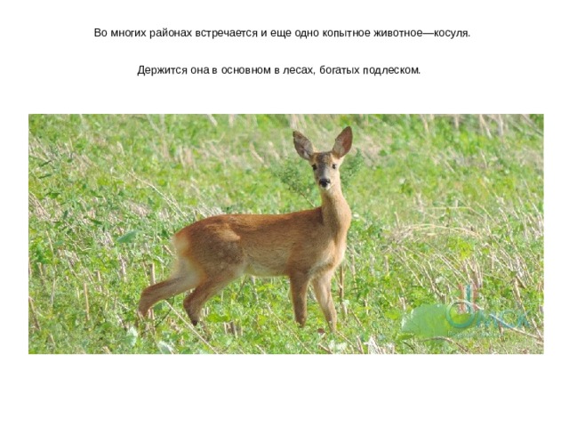 Во многих районах встречается и еще одно копытное животное—косуля.  Держится она в основном в лесах, богатых подлеском.  
