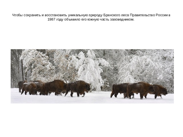 Чтобы сохранить и восстановить уникальную природу Брянского леса Правительство России в 1987 году объявило его южную часть заповедником. 