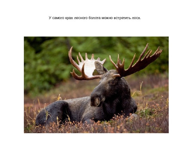 У самого края лесного болота можно встретить лося. 