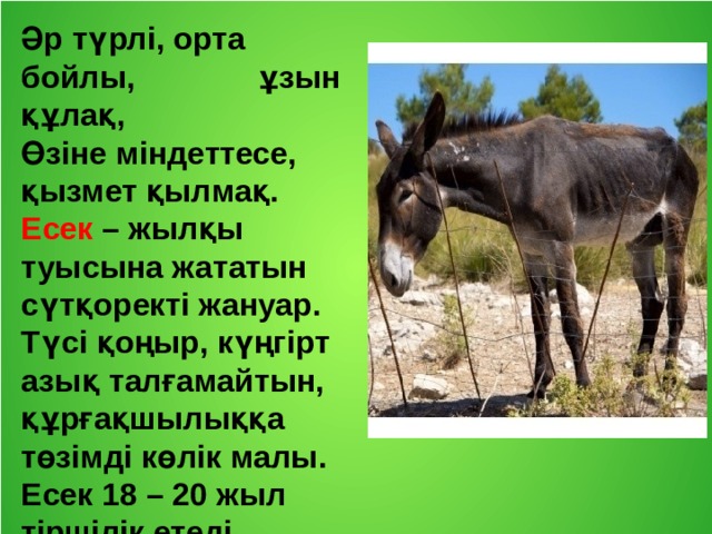 Әр түрлі, орта бойлы, ұзын құлақ, Өзіне міндеттесе, қызмет қылмақ.  Есек – жылқы туысына жататын сүтқоректі жануар. Түсі қоңыр, күңгірт азық талғамайтын, құрғақшылыққа төзімді көлік малы. Есек 18 – 20 жыл тіршілік етеді.  