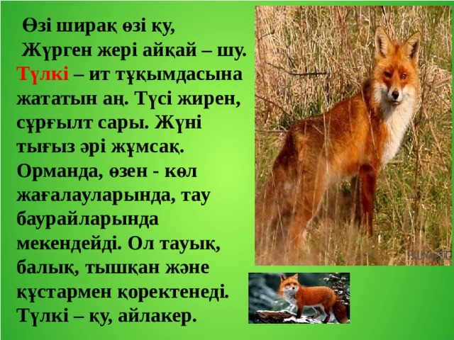  Өзі ширақ өзі қу,  Жүрген жері айқай – шу. Түлкі – ит тұқымдасына жататын аң. Түсі жирен, сұрғылт сары. Жүні тығыз әрі жұмсақ. Орманда, өзен - көл жағалауларында, тау баурайларында мекендейді. Ол тауық, балық, тышқан және құстармен қоректенеді. Түлкі – қу, айлакер. 