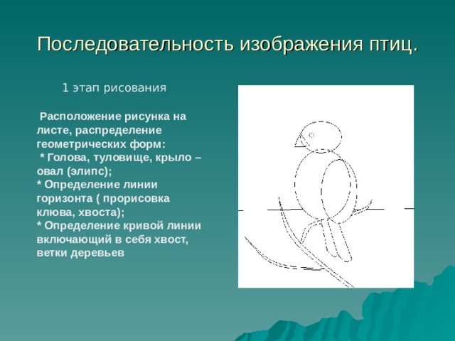 Последовательность изображения птиц . 1 этап рисования  Расположение рисунка на листе, распределение геометрических форм:  * Голова, туловище, крыло – овал (элипс); * Определение линии горизонта ( прорисовка клюва, хвоста); * Определение кривой линии включающий в себя хвост, ветки деревьев  