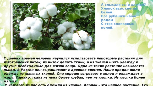 А слыхали вы о хлопке? Хлопок всех снегов белей. Все рубашки наши родом С этих хлопковых полей. С давних времен человек научился использовать некоторые растения для изготовления ниток, из ниток делать ткани, а из тканей шить одежду и другие необходимые для жизни вещи. Одно из таких растение называется льном. В России лен выращивают с древних времен. Наши предки шили одежду из льняных тканей. Она хорошо согревает в холод и охлаждает в жару. Однако, ткань из льна более грубая, чем из хлопка. Из хлопка более мягкая.  У каждого из нас есть одежда из хлопка. Хлопок – это ценное растение. Его называют «белым золотом».  