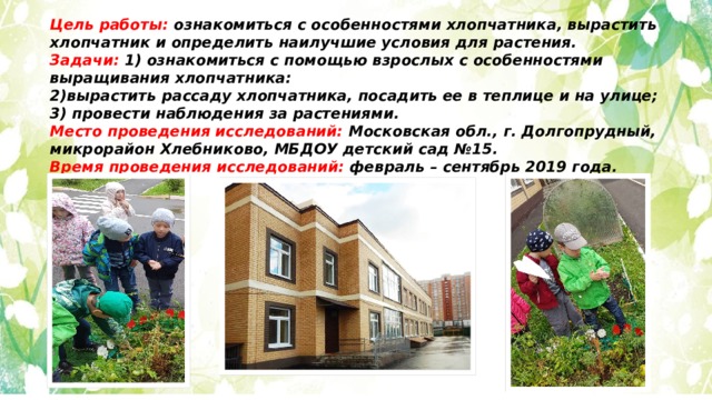 Цель работы: ознакомиться с особенностями хлопчатника, вырастить хлопчатник и определить наилучшие условия для растения. Задачи: 1) ознакомиться с помощью взрослых с особенностями выращивания хлопчатника: 2)вырастить рассаду хлопчатника, посадить ее в теплице и на улице; 3) провести наблюдения за растениями. Место проведения исследований: Московская обл., г. Долгопрудный, микрорайон Хлебниково, МБДОУ детский сад №15.  Время проведения исследований: февраль – сентябрь 2019 года. 