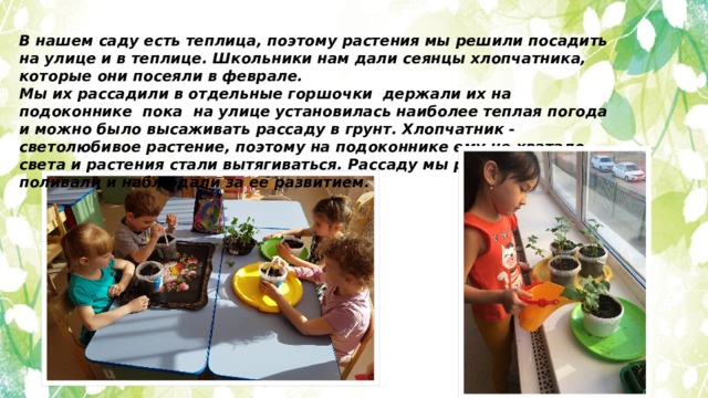 В нашем саду есть теплица, поэтому растения мы решили посадить на улице и в теплице. Школьники нам дали сеянцы хлопчатника, которые они посеяли в феврале. Мы их рассадили в отдельные горшочки держали их на подоконнике пока на улице установилась наиболее теплая погода и можно было высаживать рассаду в грунт. Хлопчатник - светолюбивое растение, поэтому на подоконнике ему не хватало света и растения стали вытягиваться. Рассаду мы регулярно поливали и наблюдали за ее развитием.  