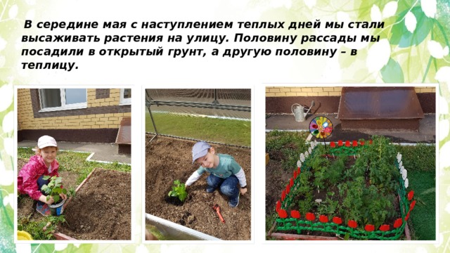  В середине мая с наступлением теплых дней мы стали высаживать растения на улицу. Половину рассады мы посадили в открытый грунт, а другую половину – в теплицу. 