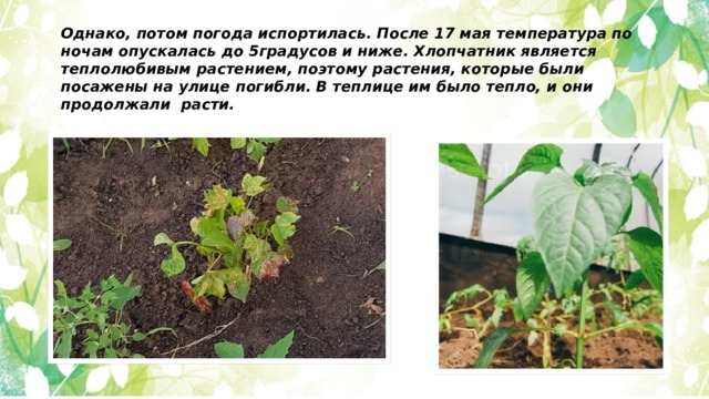 Однако, потом погода испортилась. После 17 мая температура по ночам опускалась до 5градусов и ниже. Хлопчатник является теплолюбивым растением, поэтому растения, которые были посажены на улице погибли. В теплице им было тепло, и они продолжали расти. 