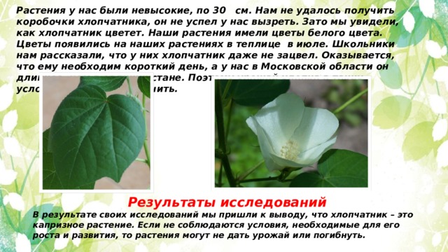 Растения у нас были невысокие, по 30 см. Нам не удалось получить коробочки хлопчатника, он не успел у нас вызреть. Зато мы увидели, как хлопчатник цветет. Наши растения имели цветы белого цвета. Цветы появились на наших растениях в теплице в июле. Школьники нам рассказали, что у них хлопчатник даже не зацвел. Оказывается, что ему необходим короткий день, а у нас в Московской области он длиннее, чем в Таджикистане. Поэтому урожай хлопка в таких условиях можно не получить.  Результаты исследований В результате своих исследований мы пришли к выводу, что хлопчатник – это капризное растение. Если не соблюдаются условия, необходимые для его роста и развития, то растения могут не дать урожай или погибнуть. 