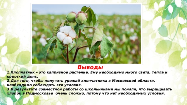  Выводы 1.Хлопчатник – это капризное растение. Ему необходимо много света, тепла и короткий день. 2.Для того, чтобы получать урожай хлопчатника в Московской области, необходимо соблюдать эти условия. 3.В результате совместной работы со школьниками мы поняли, что выращивать хлопок в Подмосковье очень сложно, потому что нет необходимых условий. 